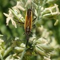 Leptopterna dolabrata
