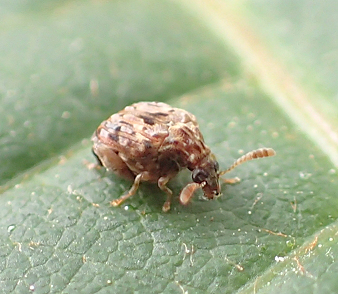 Gibbobruchus mimus (Redbud Seed Weevil)