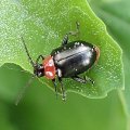 Disonycha xanthomelas