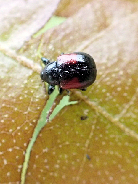 Synolabus bipustulatus (Red-shouldered Leaf Rolling Weevil)