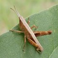 Acrididae