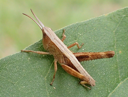 Family Acrididae (Short-horned Grasshoppers)
