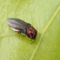 Agrilus ruficollis