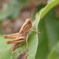 Acrididae