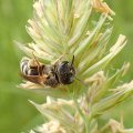 Anthophila