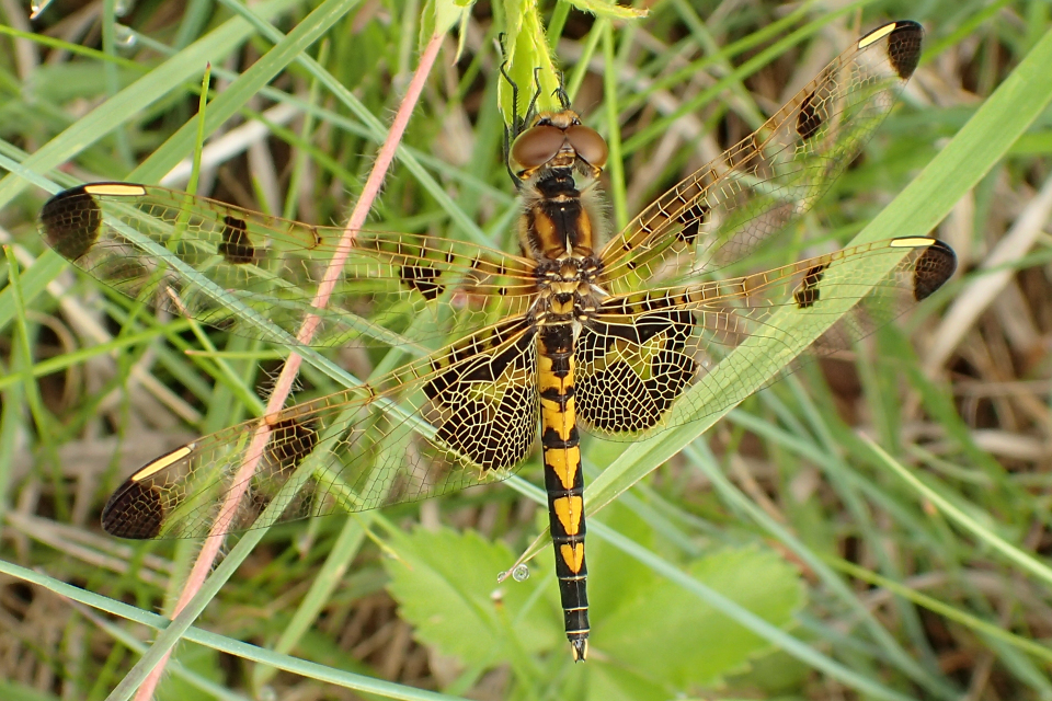 Celithemis elisa (Calico Pennant)