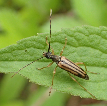 Analeptura lineola (Lined Longhorn Beetle)