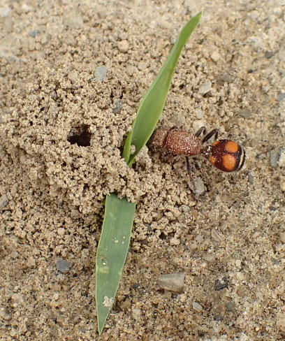Family Mutillidae (Velvet Ants)