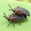 Chalepus bicolor