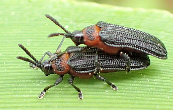 Chalepus bicolor