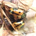 Diaperis maculata