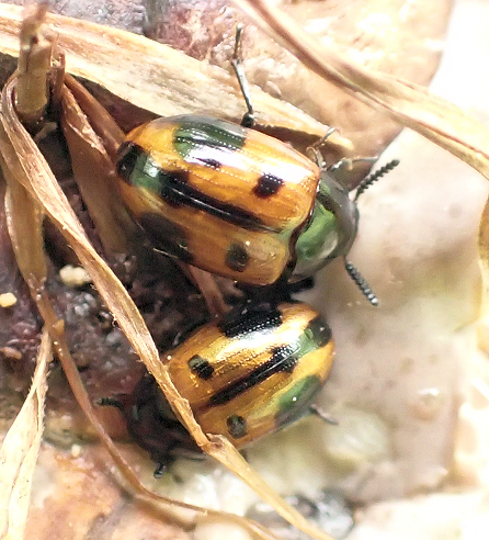 Diaperis maculata (Two-spotted Diaperis)