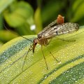 Panorpidae