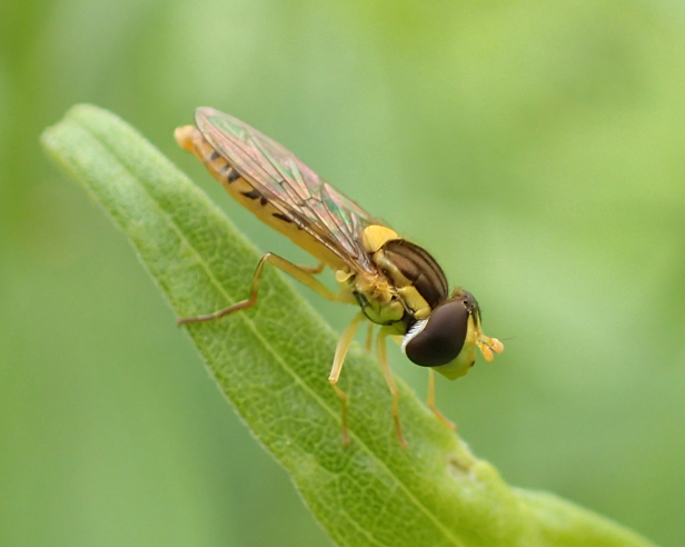 Genus Sphaerophoria (Globetails)