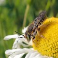 Megachilidae