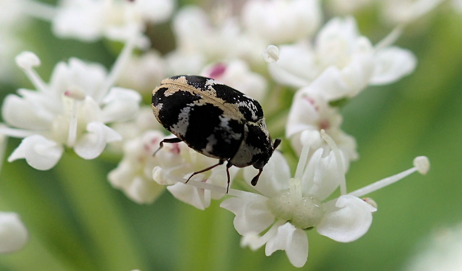 Anthrenus scrophulariae (Common Carpet Beetle)