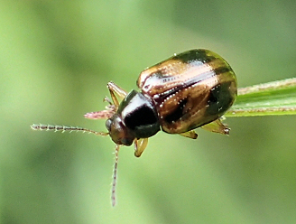 Genus Paria