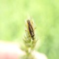 Stenotus binotatus