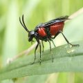 Arge humeralis
