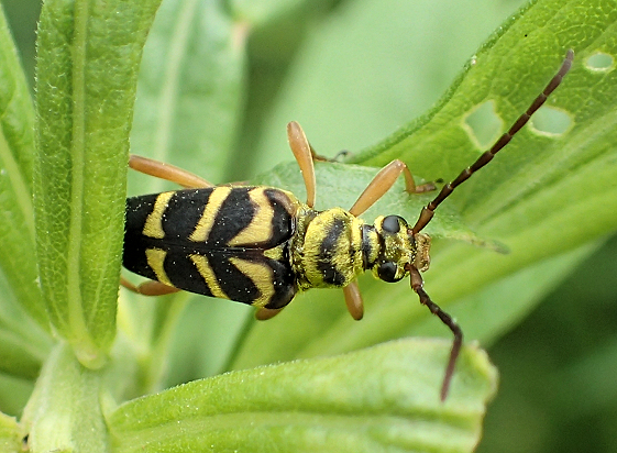 Strophiona nitens (Chestnut Bark Borer)