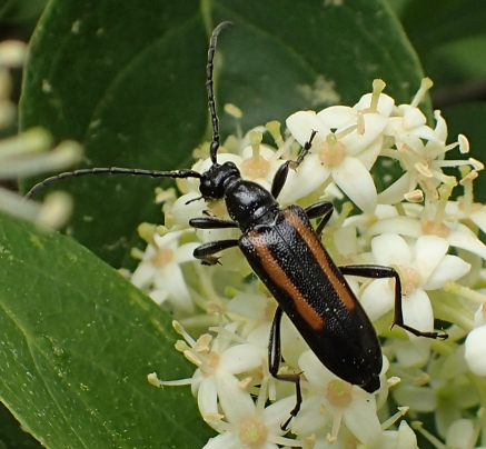 Strangalepta abbreviata (Strangalepta Flower Longhorn)