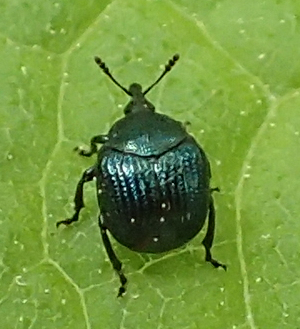 Pterocolus ovatus (Thief Weevil)