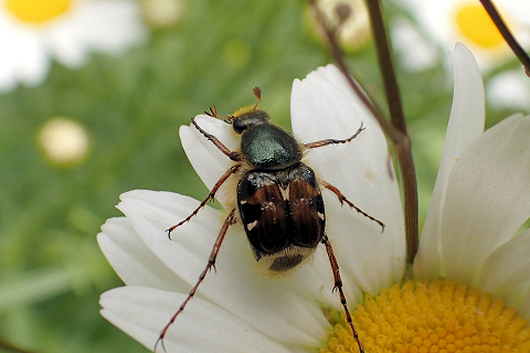 Genus Trichiotinus (Bee-like Flower Scarabs)