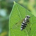 Chrysopilus fasciatus