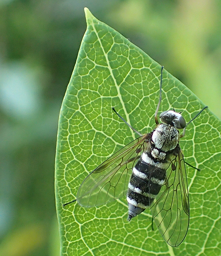 Chrysopilus fasciatus (Banded Snipe Fly)