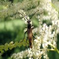 Brachyleptura rubrica