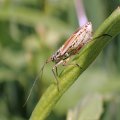 Leptopterna dolabrata