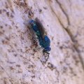 Chrysididae