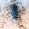 Chrysididae