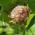 Apoecilus