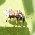 Macrophya