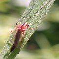 Chironomidae