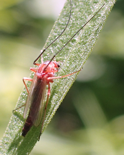 Family Chironomidae (Non-biting Midges)