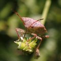 Pentatomidae