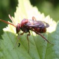 Nomada