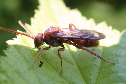 Genus Nomada (Nomad Bees)