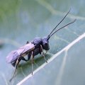 Chelonus