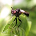Asilidae