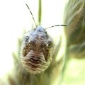 Pentatomidae
