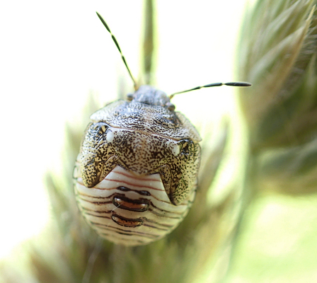 Family Pentatomidae (Stink Bugs)