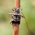 Urgleptes querci
