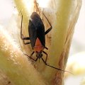 Taedia