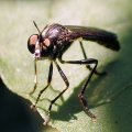 Asilidae