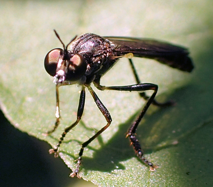 Family Asilidae (Robber Flies)