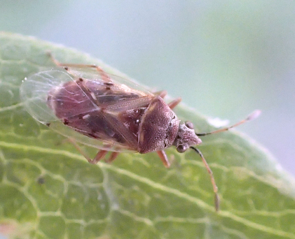 Family Lygaeidae (Seed Bugs)