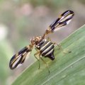 Idana marginata